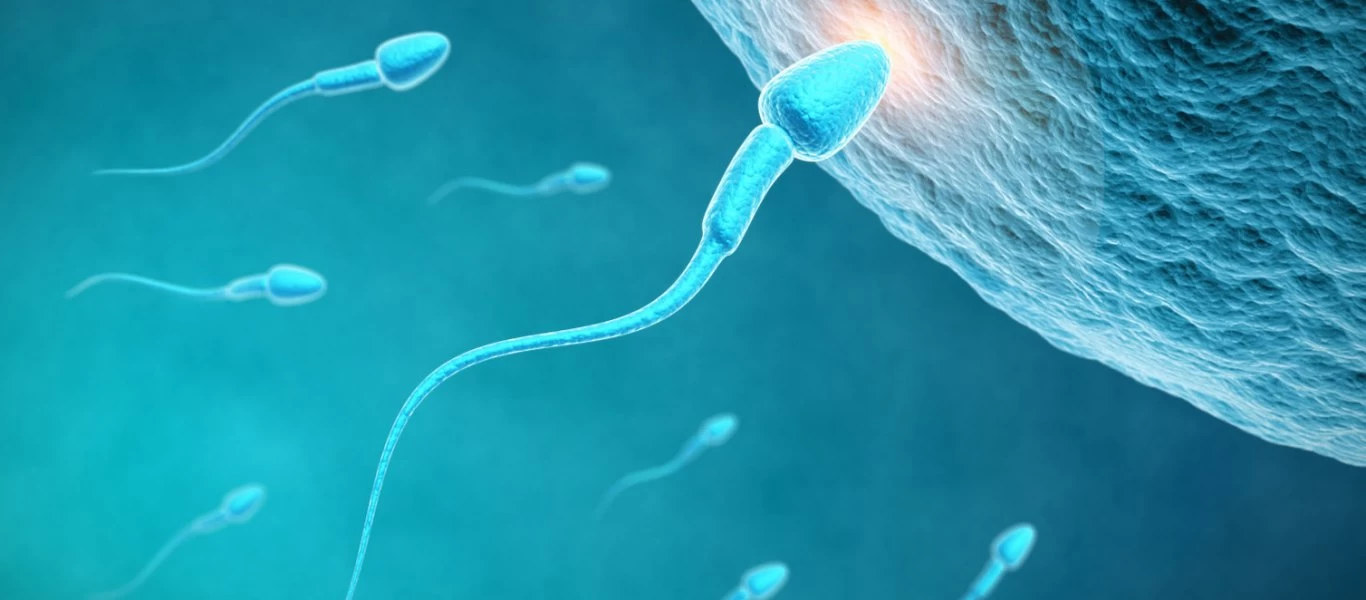 Αυτή είναι η ουσία που ενισχύει την ανδρική γονιμότητα